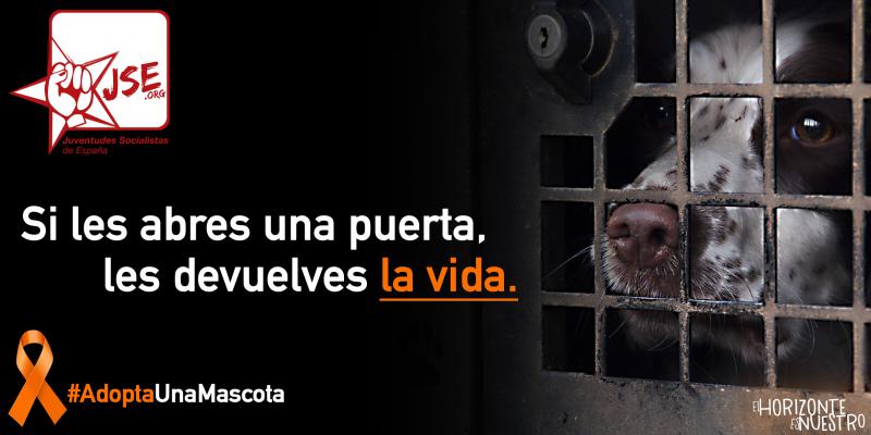 JSE lanza la campaña "Si les abres una puerta, les devuelves la vida" contra el maltrato animal.